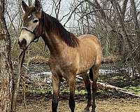 athletic-andalusian-horse