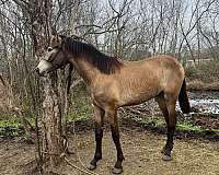 buckskin-andalusian-colt