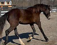 broodmare-warmblood-horse