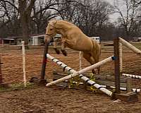 cowboy-mounted-shooting-andalusian-pony