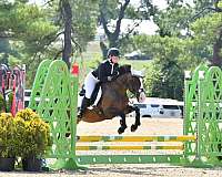 eventing-draft-quarter-horse