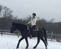 tennessee-walking-gelding