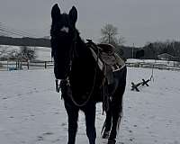 tennessee-walking-horse