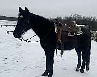 tennessee-walking-horse-for-sale