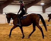 english-pleasure-thoroughbred-pony