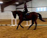 eventing-thoroughbred-pony