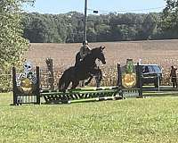 hunt-seat-equitation-thoroughbred-pony