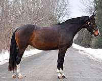 eq-prospect-warmblood-horse