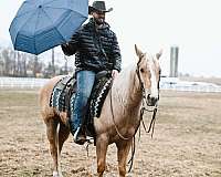 cowboy-mounted-shooting-quarter-horse