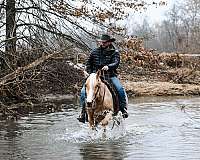 dressage-quarter-horse