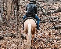 horsemanship-quarter-horse