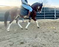 dressage-andalusian-horse