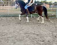 equitation-andalusian-horse