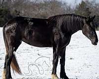 atv-shire-horse