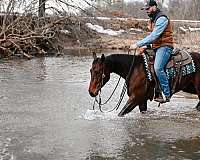 barrel-quarter-horse