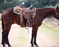 calf-roping-quarter-horse