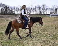 barrel-quarter-pony