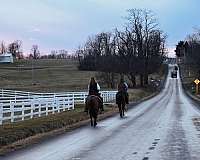 barrel-racing-quarter-pony