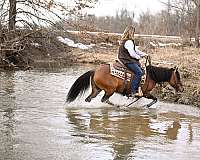 calf-roping-quarter-pony