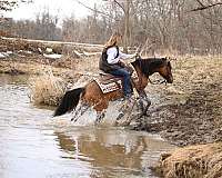 cowboy-mounted-shooting-quarter-pony