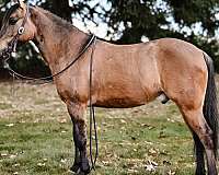 dressage-quarter-pony