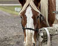 stripe-on-face-white-stocking-back-right-horse