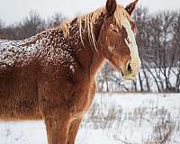 liver-chestnut-stripe-on-face-white-stocking-back-right-horse