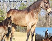 beautiful-gelding-kentucky-mountain-horse