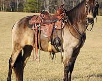 build-kentucky-mountain-horse