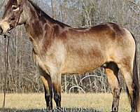 choice-kentucky-mountain-horse