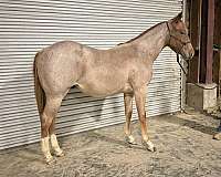 quarter-horse-gelding