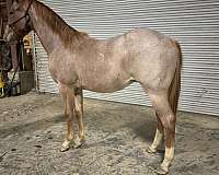 quarter-horse-for-sale