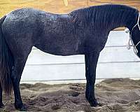 all-around-friesian-horse