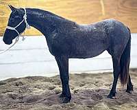 athletic-friesian-horse