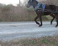 draft-driving-standardbred-horse