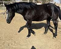 all-around-breeding-broodmare