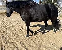 all-around-breeding-horse