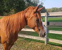 arabian-horse-for-sale