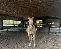 white-on-nose-forehead-four-feet-horse