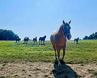 champagne-white-on-nose-forehead-four-feet-horse