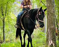 playday-friesian-horse