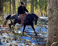 ranch-friesian-horse