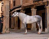 andalusian-horse