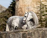 grey-andalusian-horse