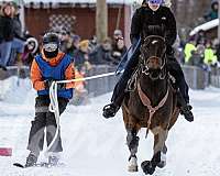 athletic-morgan-horse