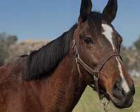 all-around-thoroughbred-horse