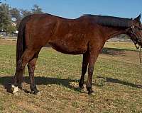 dressage-thoroughbred-horse