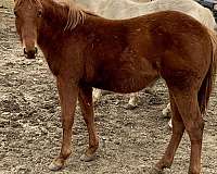 ranch-quarter-horse