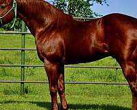 rope-quarter-horse