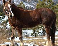 draft-mustang-horse